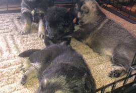 German Shepherd Puppies