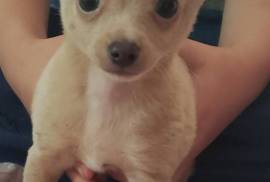 8 week old chihuahua 