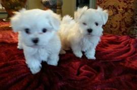 Super playful, smart, and energetic Maltese pups a