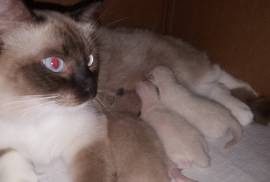 TICA Ragdoll Kittens