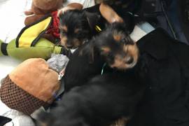 Yorkshire Terrier Pups (2boys, 2girls)