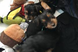 Yorkshire Terrier Pups (2boys, 2girls)