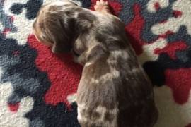  Beautiful Mini Dutchund Male Pups