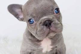 bulky french bulldog pups