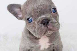 BULKY HEALTHY FRENCH BULLDOG PUPPIES