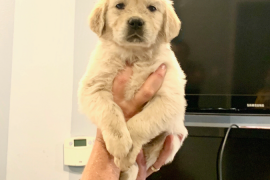 9 week old White Golden Retriever 