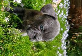Blue and White French Bulldog Puppy