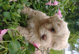 ShihPoo Puppy