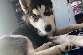 AKC registered male Siberian Husky