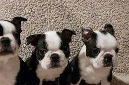 Akc Maltese Puppies Ready for New Family