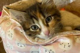 FEMALE MAINE COON KITTEN