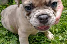 Rare Lilac Merle French Bulldog Puppy