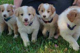 Purebred English Shepherd born April 13