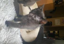 Re-homing Kittens