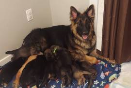 GSD puppies looking for their forever home.