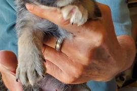 7 Papitese puppies rare small breed