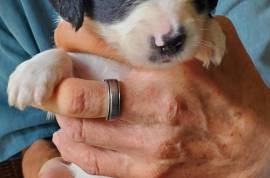 5 BEAUTIFUL PAPIHOUND PUPPIES FOR ADOPTION