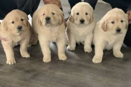 Golden Retriever Puppies for sale