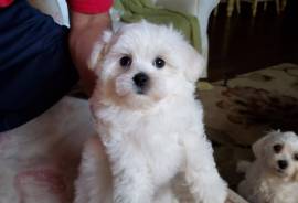 Maltese puppy