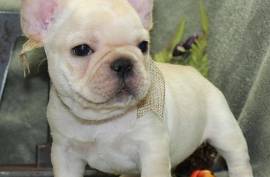 Adorable (French Bulldog Puppies) For Sale