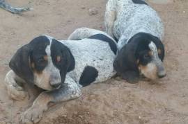 Puppy hound bluetick 