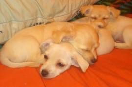 Purebred Chihuahua Puppies!!