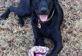 Black Labrador/Mix