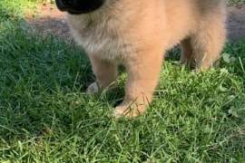 7 week old akita puppies 