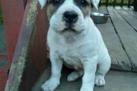 American Bulldog mix pups in Paducah