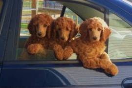 Akc Standard Poodle puppies