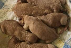 Goldendoodle puppies available 8/26/2019