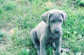 AKC registered Great Dane Puppies 