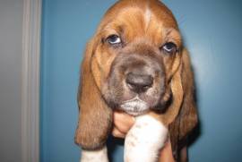 BASSET HOUND BABIES