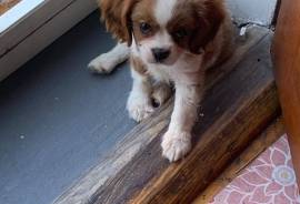 Cavalier King Charles spaniel puppy for sale