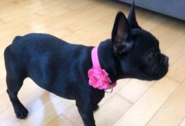 Akc Female French Bulldog 