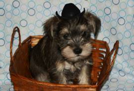 AKC Miniature Schnauzer Puppies