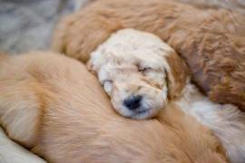 Goldendoodle puppies