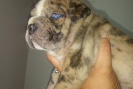 Merle Bulldogge