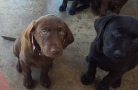 2 LAB PUPS LEFT