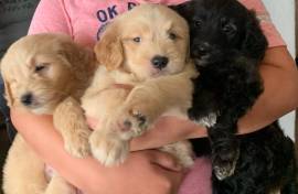 First Generation Golden Doodle 