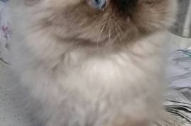 Purebred Himalayan/Persian Kittens