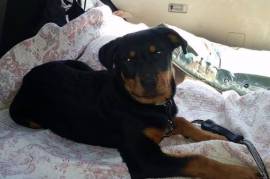 AKC German Rottweiler