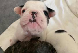 Beautiful French Bulldogs for Sale