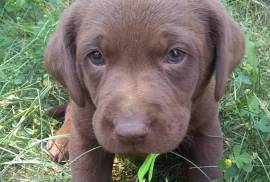 Akc lab puppies