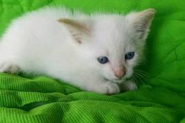 Traditional siamese kittens