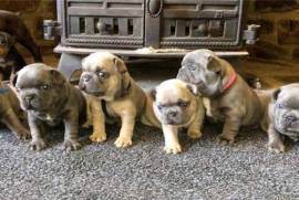 BULKY HEALTHY FRENCH BULLDOG PUPPIES