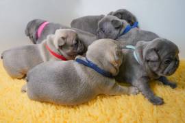 Super Cute French Bulldogs Ready To GO Home