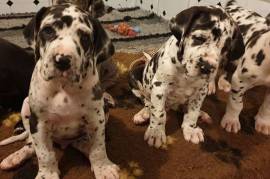 Adorable Great Dane Puppies for you.