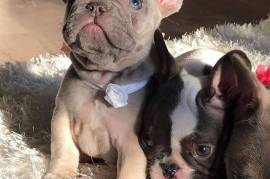 Adorable French Bulldog Puppies for you.