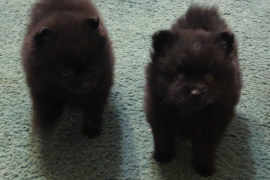 Pom puppies